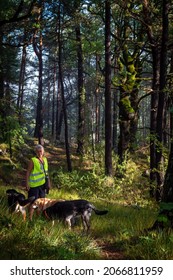 Woman In Safety Vest Walking Dogs In The Forest Of South France