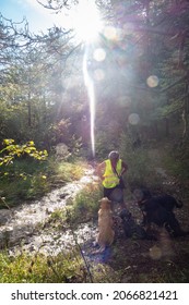 Woman In Safety Vest Walking Dogs In The Forest Of South France