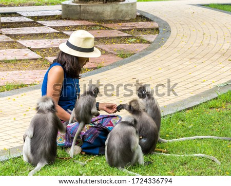 Woman in sarong and whit fedora sitting on ground surrounded by dusky monkeys in Khao Lommuak
