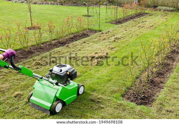 Woman\
scarifying a garden lawn with a scarifier. Scarification of turf, a\
spring garden maintenance job in England,\
UK