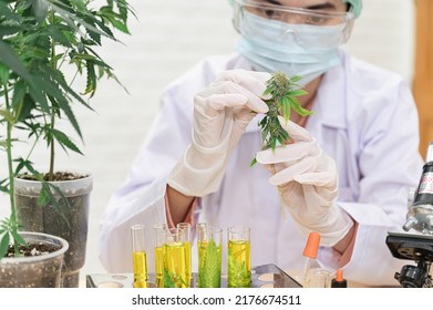 Woman Scientist Hand Holding Cannabis With A Test Tube In The Lap