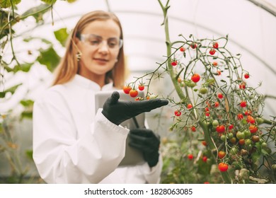 A woman scientist in a white coat and glasses examines a sample of a plant through a magnifying glass while checking the quality of cherry tomatoes in a greenhouse. Scientific research - Powered by Shutterstock