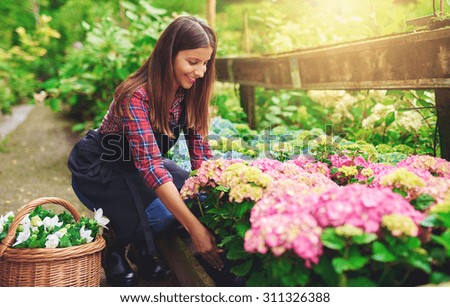 Similar – hydrangeas Nature Plant