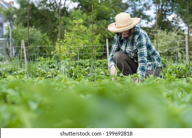 Woman senior gardening with tools outdoors - Powered by Shutterstock