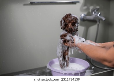Woman shampooing brown mini toy poodle in grooming salon.  - Shutterstock ID 2311784139