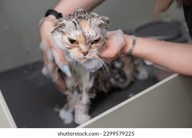 Woman shampooing a tabby gray cat in a grooming salon.  - Shutterstock ID 2299579225