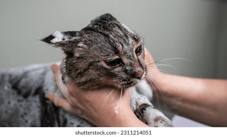 Woman shampooing a tabby gray cat in a grooming salon.  - Shutterstock ID 2311214051