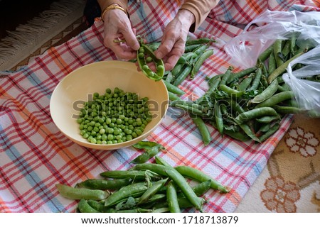 Woman shelling fresh green peas Stok fotoğraf © 