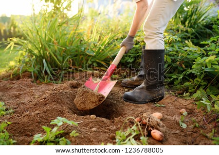Woman shod in boots digs potatoes in her garden. Growing organic vegetables herself.
