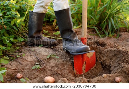 Woman shod in boots digs potatoes in her vegetable garden. Growing organic veggies herself. Gardening tools for farmers. Small business