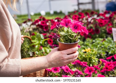 Woman Shopping Pink Petunia Flower At Market. Customer Choosing Flowers At Garden Center