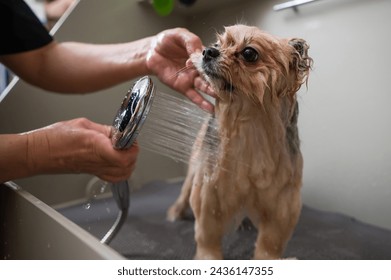 A woman showers a cute Pomeranian dog in a grooming salon. - Powered by Shutterstock