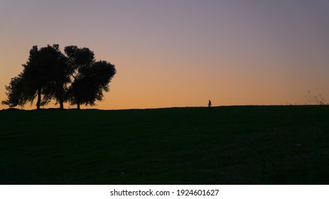 A woman (silhouette) walking on a field towards tall and lonely tree at sunset against a background of golden horizon, Ramot Menashe, Israel