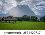 woman sit down beside the cat and look wooden walk way bridge is in between green rice field with doi luang chiangdao background chiangmai thailand