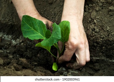 Woman sits eggplant seedlings.  Home garden, agro photo. - Powered by Shutterstock
