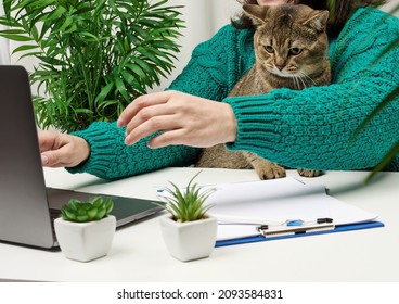 A Woman Sits At A White Desk And Works On A Laptop, A Gray Scottish Straight Cat Is Sitting On Her Lap. Remote Work, Freelance , Working From Home