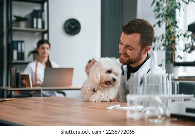 Woman is sitting by laptop. Male and female doctors are taking care of maltese dog in the clinic. - Shutterstock ID 2236772065