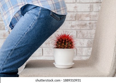 Woman Sitting Down On Chair With Cactus. Hemorrhoids Concept