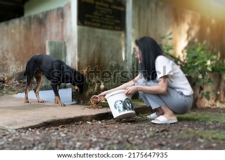 A woman sitting feeding stray dogs Сток-фото © 