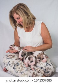 Woman Sitting With Litter Of Small Whippet Puppies