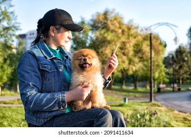 Eine Frau, die auf einer Parkbank sitzt und im Sommer mit einem Pommerschen Hund ein Smartphone wählt.
