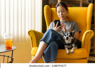 Woman Sitting On Yellow Couch Using Cell Phone With Black Chihua