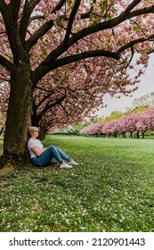 Woman Sitting Under Cherry Blossom Tree In Spring At The Brooklyn Botanic Garden.