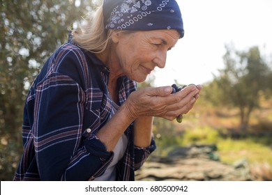 Woman smelling fresh olives in farm - Powered by Shutterstock