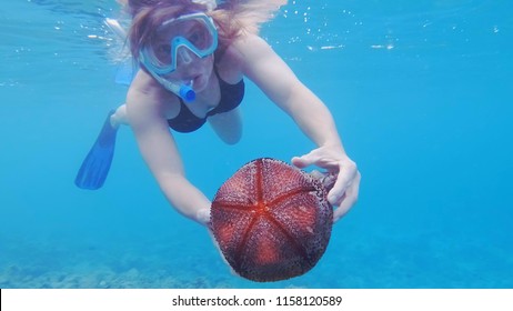 Pincushion Starfish High Res Stock Images Shutterstock