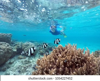Woman snorkelling with Dascyllus aruanus fish in Rarotonga, Cook Islands. Real people. Copy space