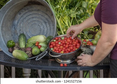 Woman Sorting Through Garden Vegetable Bounty, Including Tomatoes, Celery, Cucumbers