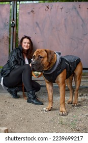 Woman with South African Boerboel, breed of large dog on walk in urban zone. Family guard dog. Autumn time Friendship relationship with pet - Shutterstock ID 2239699217