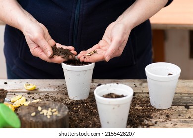 Woman Sowing Lemon Tree Seeds In Glasses.