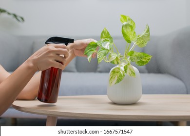 Woman is spraying Liquid fertilizer the foliar feeding on the golden pothos on the wooden table in the living room. The Epipremnum aureum in a ceramic vase on the table in the minimalist room style - Powered by Shutterstock