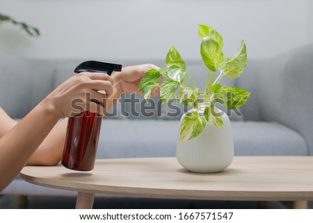 Woman is spraying Liquid fertilizer the foliar feeding on the golden pothos on the wooden table in the living room. The Epipremnum aureum in a ceramic vase on the table in the minimalist room style Foto stock © 