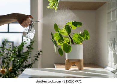 Woman Spraying Pilea Peperomioides Houseplant, Using Sprayer, Moisturizes Air Surround Leaves During Hot Summer Season In The Kitchen. Sunlight. Greenery At Home. Plant Care, Hobby. 