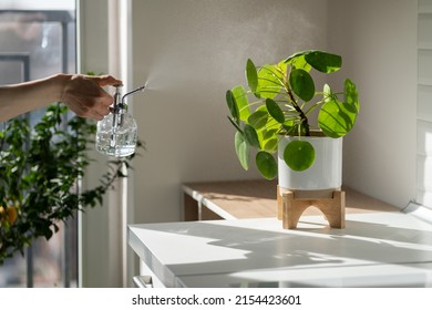 Woman Spraying Pilea Peperomioides Houseplant, Using Sprayer, Moisturizes Air Surround Leaves During Hot Summer Season In The Kitchen. Sunlight. Greenery At Home. Plant Care, Hobby. 