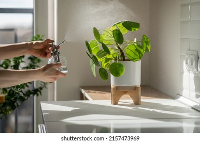 Woman Spraying Pilea Peperomioides Houseplant, Using Sprayer, Moisturizes Air Surround Leaves During Hot Summer Season In The Kitchen. Sunlight. Greenery At Home. Plant Care, Hobby. 