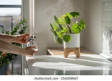 Woman Spraying Pilea Peperomioides Houseplant, Using Sprayer, Moisturizes Air Surround Leaves During Hot Summer Season In The Kitchen. Sunlight. Greenery At Home. Plant Care, Hobby. 