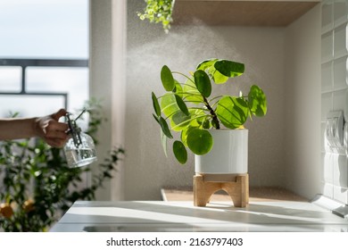 Woman Spraying Pilea Peperomioides Houseplant, Using Sprayer, Moisturizes Air Surround Leaves During Hot Summer Season In The Kitchen. Sunlight. Greenery At Home. Plant Care, Hobby. 