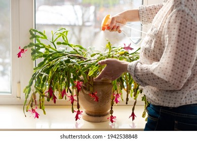 Woman Spraying With Water Green Leaves Of Succulent Thanksgiving Cactus, Christmas Cacti. Indoor Potted Fresh Plants On The Windowsill In The Sunlight.