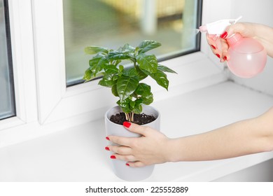 woman sprays a house plant close up on the windowsill - Powered by Shutterstock