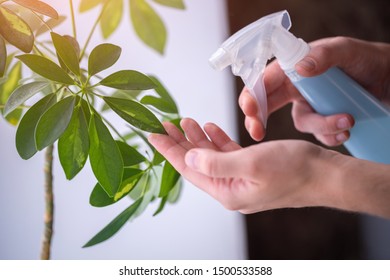 Woman sprays plants in flower pots. Housewife taking care of home plants at her home, spraying house plants with pure water from a spray bottle - Powered by Shutterstock