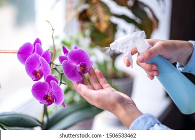 Woman sprays plants in flower pots. Housewife taking care of home plants at her home, spraying orchid flower with pure water from a spray bottle - Powered by Shutterstock