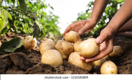 Woman stacking raw potatoes in field, closeup