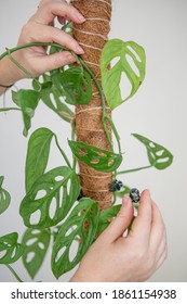 Woman Staking A Plant On A Coco Pole