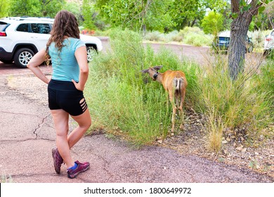 Woman Standing Close To One Mule Deer Grazing Near Camp Site Eating Bushes Green Plants In Zion National Park In Utah Campground Parking Lot