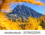 A Woman Stands Among a Forest of Golden Larch Trees on The Lake Ingalls Trail Near Mount Stuart in Washington