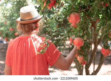 Woman Stay By Back In Hat And Red T-shirt Picking Up Fruit From Tree. Orchard With Big Red Pomegranates In Israel. Autumn Collection Season Harvest Of Ripe Pomegranates. Fruits Very Useful For Healthy