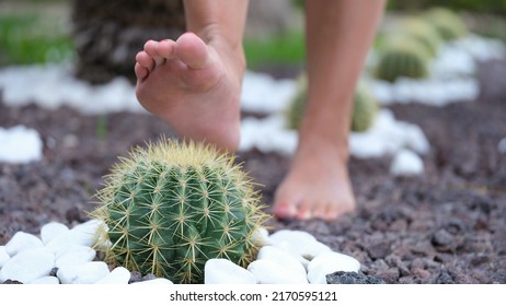 Woman Stepping On Round Cactus With Sharp Thorns Closeup